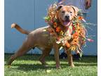 Adopt Buck a Tan/Yellow/Fawn Terrier (Unknown Type, Small) / Mixed dog in