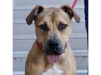 Adopt Free Willy* a Pit Bull Terrier / Shepherd (Unknown Type) / Mixed dog in