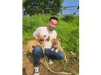 Adopt PINK a Tan/Yellow/Fawn Jindo / Corgi / Mixed dog in Agoura Hills