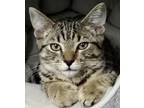 Adopt Arugula a Domestic Shorthair / Mixed cat in Vallejo, CA (38827038)