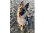 Adopt Sadie Anne a Black German Shepherd Dog / Mixed dog in Fishers