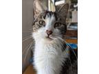 Adopt Clementine a Brown Tabby Domestic Shorthair (medium coat) cat in