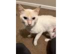 Adopt Mozzarella a Orange or Red (Mostly) Domestic Shorthair / Mixed (short