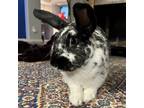 Adopt Hermes a Multi Harlequin / Mixed (short coat) rabbit in Rohnert Park