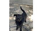 Adopt Gregory a Black Standard Schnauzer / German Wirehaired Pointer / Mixed dog