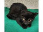 Adopt Calypso a Domestic Shorthair / Mixed cat in Lexington, KY (38822986)