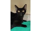 Adopt Nestle a Domestic Shorthair / Mixed cat in Lexington, KY (38793933)