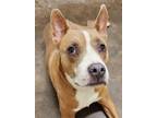 Adopt Iggy a Pit Bull Terrier / Mixed dog in Lexington, KY (38790635)