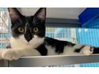 Adopt Saturn a Domestic Mediumhair / Mixed cat in Troy, VA (38826436)
