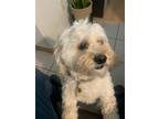 Adopt Pippen a White Pekingese / Poodle (Miniature) / Mixed dog in Fort Collins