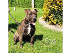 Adopt CRUZ a Gray/Silver/Salt & Pepper - with White Labrador Retriever / Mixed