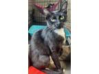 Adopt Mandy a Black & White or Tuxedo Domestic Shorthair / Mixed cat in