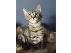 Adopt Dune a Brown Tabby Domestic Shorthair (short coat) cat in Mullica Hill