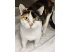 Adopt Gladys a Calico or Dilute Calico Domestic Shorthair / Mixed (short coat)