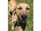 Adopt Sully a Labrador Retriever / Mixed dog in Osage Beach, MO (38814703)