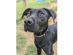 Adopt Rachel a Black Labrador Retriever / Mixed Breed (Medium) / Mixed dog in