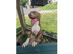 Adopt Lady Bug a Brown/Chocolate - with White Labrador Retriever / Mixed Breed