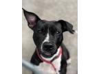 Adopt Maggy a Pit Bull Terrier / Labrador Retriever / Mixed dog in Prince