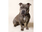 Adopt Moo a Gray/Blue/Silver/Salt & Pepper American Pit Bull Terrier / Mixed dog