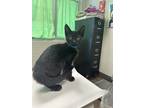 Adopt Prichard a All Black Domestic Shorthair / Domestic Shorthair / Mixed cat