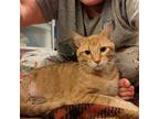 Adopt Pedro a Orange or Red (Mostly) Domestic Shorthair / Mixed (short coat) cat