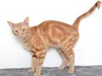 Adopt PEANUT a Orange or Red Domestic Shorthair / Mixed (short coat) cat in