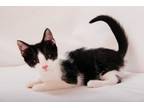 Adopt Lonnie a All Black Domestic Shorthair / Domestic Shorthair / Mixed cat in