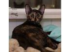 Adopt McKenzie a All Black Domestic Shorthair / Domestic Shorthair / Mixed cat