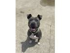 Adopt Watson a Gray/Blue/Silver/Salt & Pepper Pit Bull Terrier / Mixed dog in