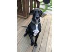 Adopt Kismet a Black Great Dane / Mixed dog in Iron Station, NC (38823627)