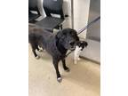 Adopt Paloma a Black Great Pyrenees / Anatolian Shepherd / Mixed dog in Fort