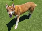 Adopt HUGO a Red/Golden/Orange/Chestnut Siberian Husky / Mixed dog in Tustin