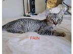 Adopt FAIN a Spotted Tabby/Leopard Spotted Domestic Shorthair (short coat) cat