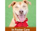Adopt Forrest a Tan/Yellow/Fawn Shepherd (Unknown Type) / Husky / Mixed dog in