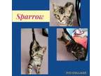 Adopt Sparrow a Brown Tabby Domestic Shorthair / Mixed (short coat) cat in