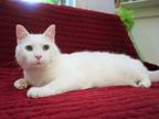Adopt Neptune a White Domestic Mediumhair (medium coat) cat in Forked River
