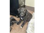 Adopt Reno a Black Labrador Retriever / Mixed dog in Florence, AL (38822334)