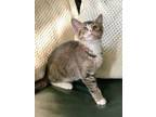 Adopt roger a Domestic Mediumhair / Mixed (medium coat) cat in Hinckley
