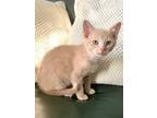 Adopt aaron a Orange or Red Domestic Mediumhair / Mixed (medium coat) cat in