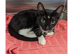 Adopt Alice a Black & White or Tuxedo Domestic Shorthair / Mixed (short coat)