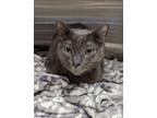 Adopt Shasta a Gray or Blue Domestic Shorthair / Mixed (short coat) cat in
