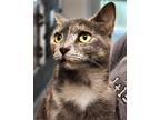 Adopt Alyssa a Tortoiseshell Domestic Shorthair / Mixed (short coat) cat in