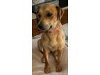 Adopt Freda a Tan/Yellow/Fawn Retriever (Unknown Type) / Feist / Mixed dog in
