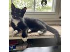 Adopt UPS a All Black Domestic Shorthair / Mixed cat in Shawnee, KS (38822037)