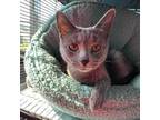 Adopt Rain a Gray or Blue Domestic Shorthair / Mixed cat in Shawnee