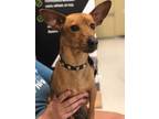 Adopt Bear (Bonded pair with Bailey) a Tan/Yellow/Fawn Mixed Breed (Small) /