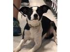 Adopt Bailey (Bonded pair with Bear) a Black - with White Mixed Breed (Small) /