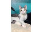 Adopt 5889 (Emmet) a Gray or Blue (Mostly) Domestic Shorthair / Mixed (short