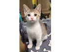 Adopt 5890 (Edgar) a Brown Tabby Domestic Shorthair / Mixed (short coat) cat in