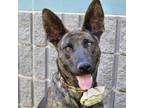 Adopt Leia - ECAS a Brindle Shepherd (Unknown Type) / Mixed dog in Pleasanton